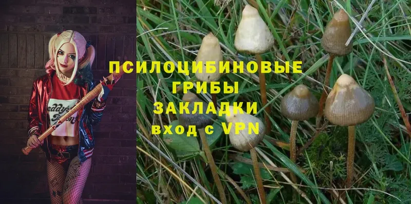 Галлюциногенные грибы Psilocybe  цена   нарко площадка какой сайт  Казань 